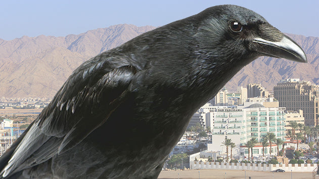 Indian crow